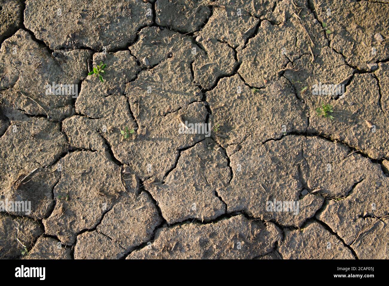 Trockenland, Trockenheit, Risse in der Erde, leblose Natur, kleine