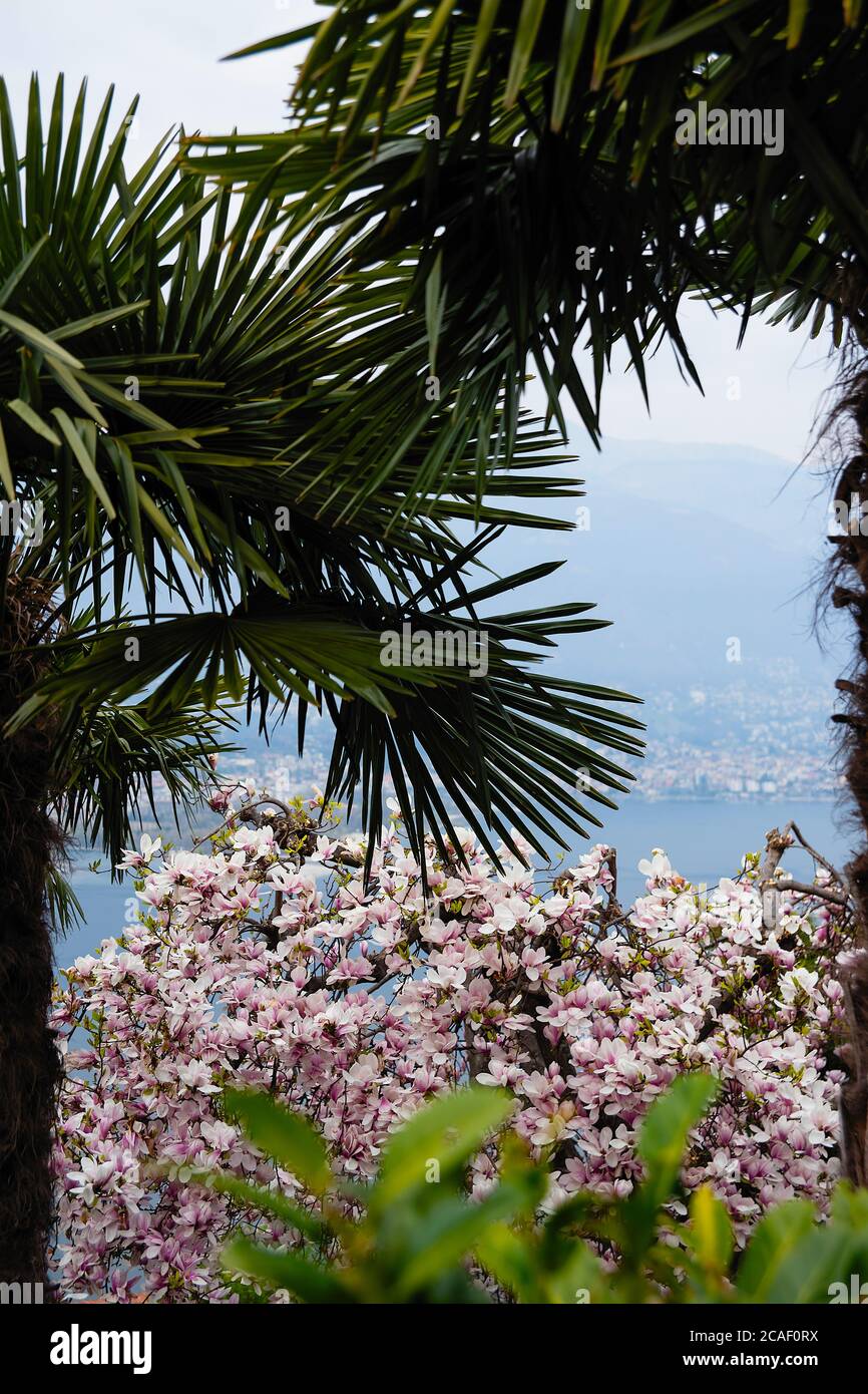 Großer und üppiger Busch von rosa Magnolienblüten, Blick durch Palmblätter, blauer Himmel in der Ferne, bunte und lebendige Pflanzen, Frühling in europa Stockfoto