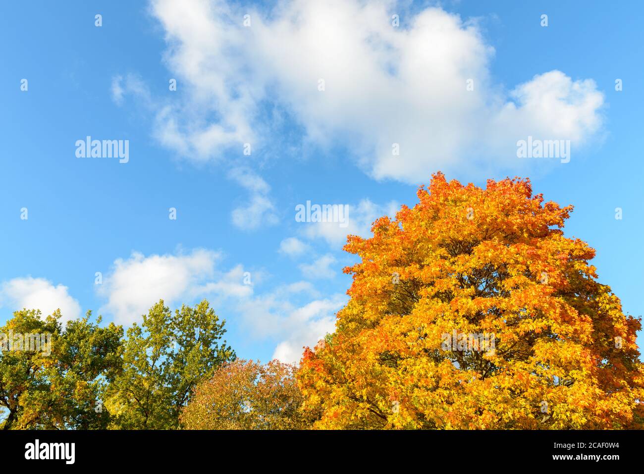 Schöner Blick auf hohe gesunde Herbstbäume vor blauem und bewölktem Himmel Stockfoto