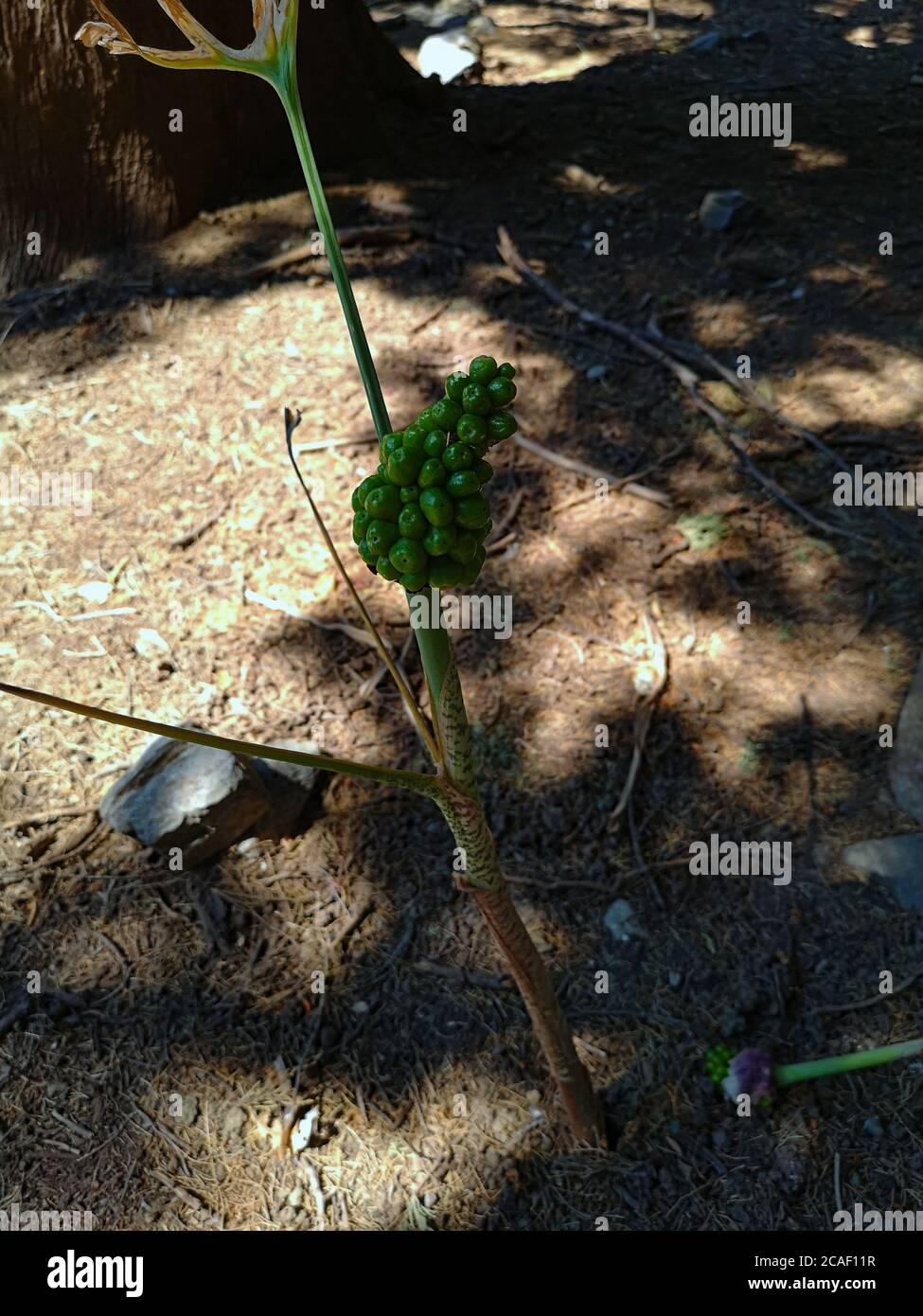 Eine entfremdete grüne Pflanze, die aussieht, wie es ein ist Kleiner Baum mit Traubenhut Stockfoto