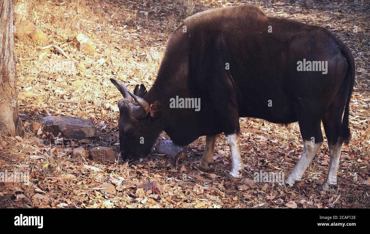 Am frühen Morgen Aufnahme eines männlichen indischen Guars, der im Tadoba Reservat füttert Stockfoto