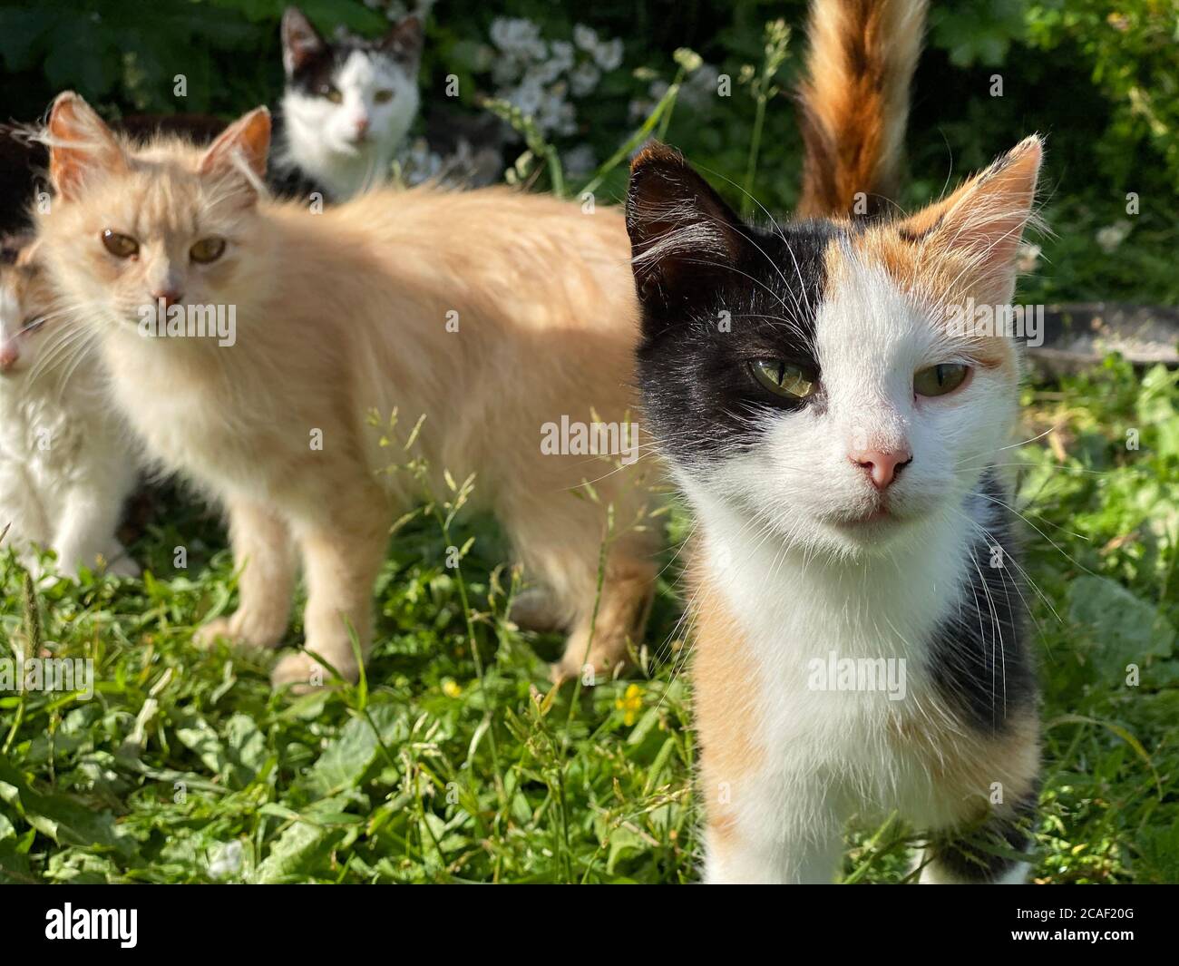 Portrait von Hauskatzen im Garten Stockfoto