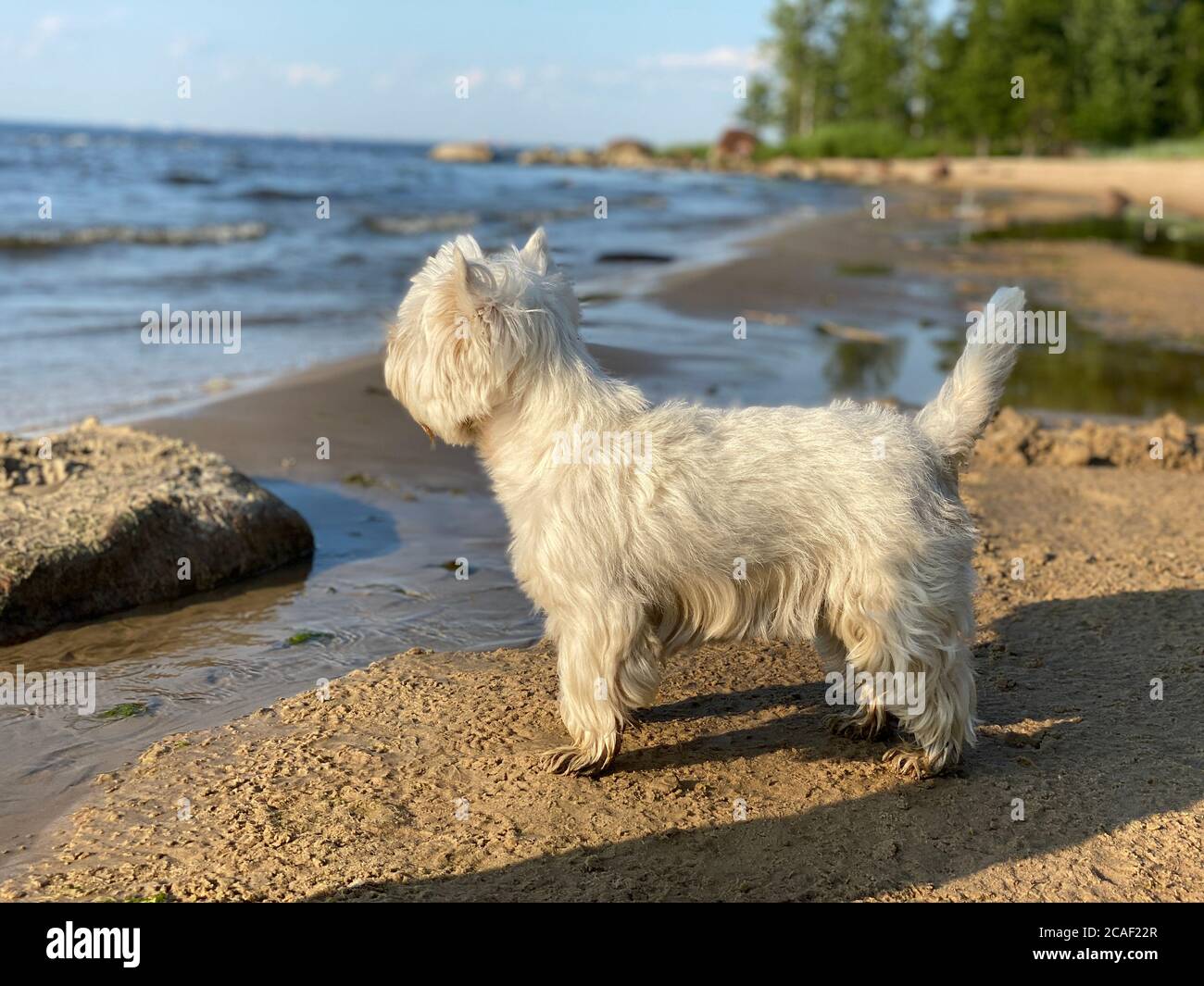 Der weiße Hund steht an der Küste und schaut auf das Wasser Stockfoto