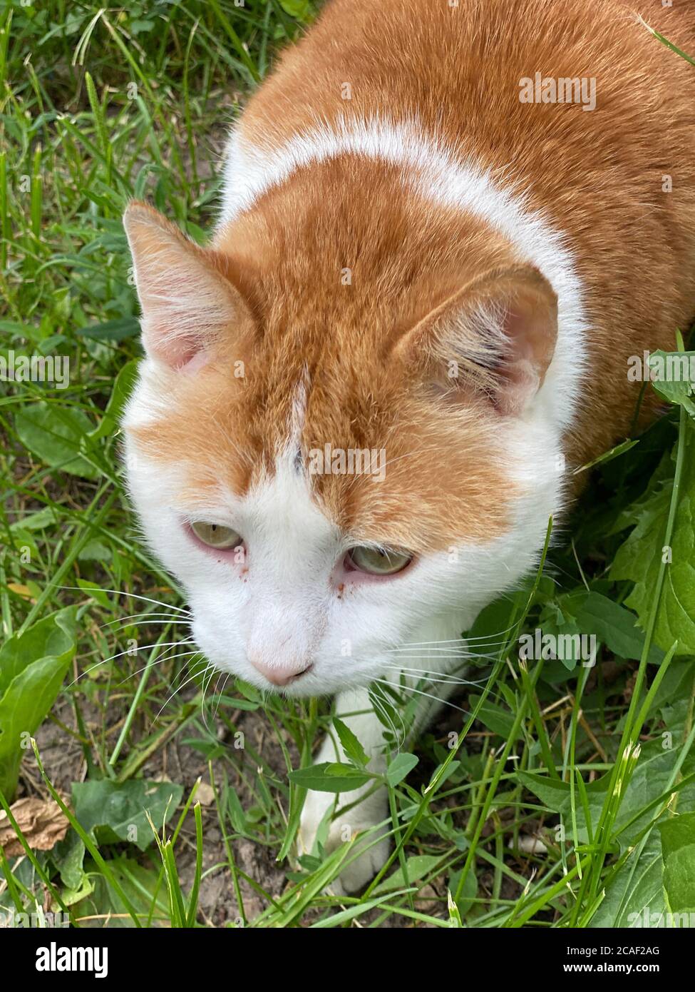 Portrait von Hauskatzen im Garten Stockfoto