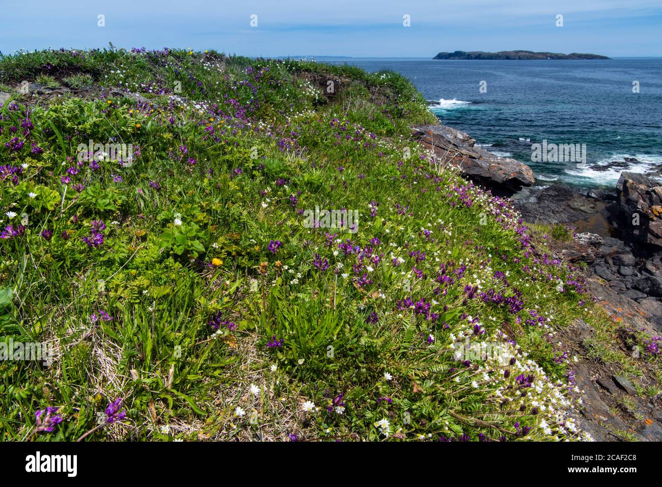 Pistolet Bay mit Blumen, Ship Cove, Neufundland und Labrador NL, Kanada Stockfoto