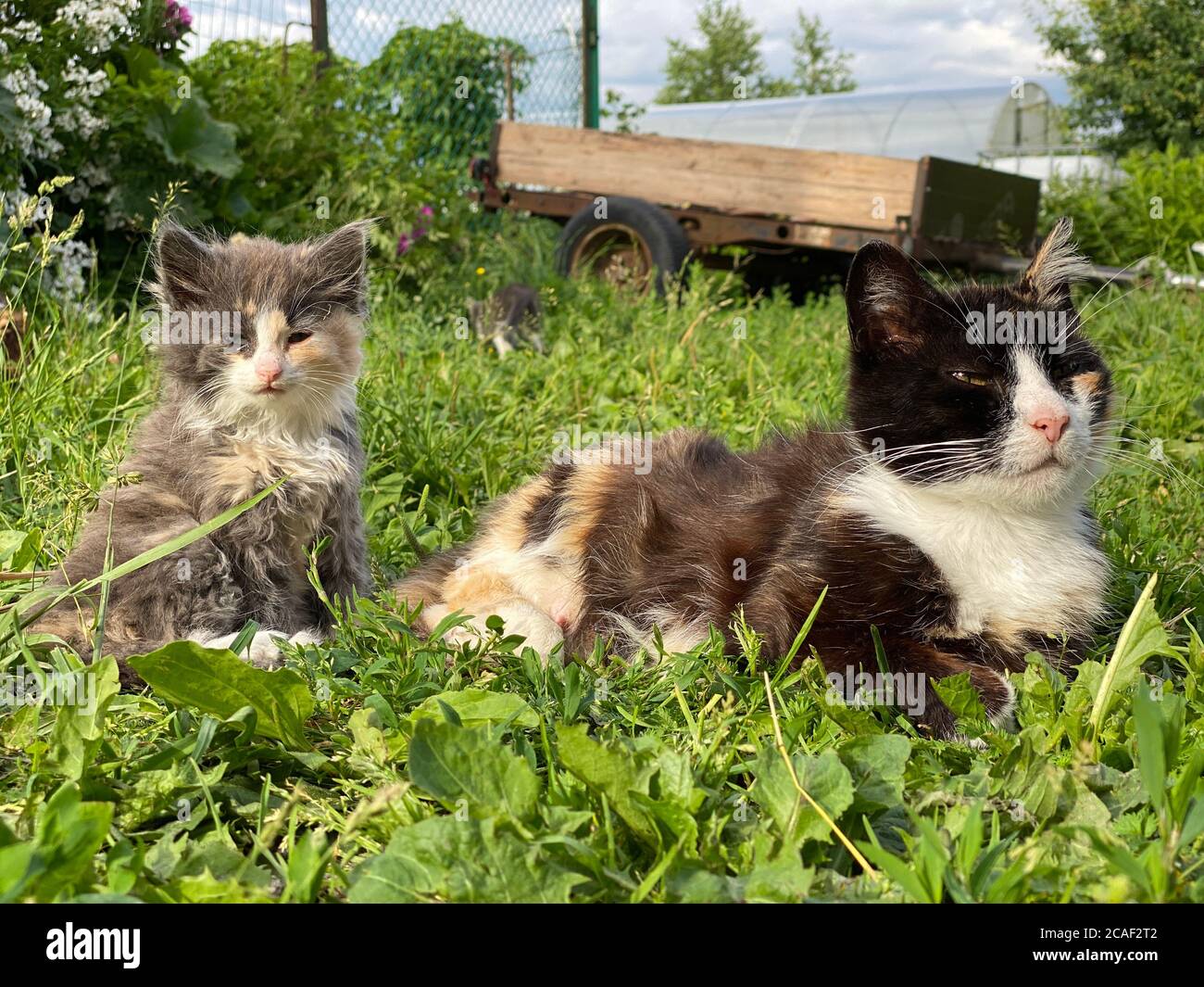 Katzenfamilie liegt im Gras Stockfoto