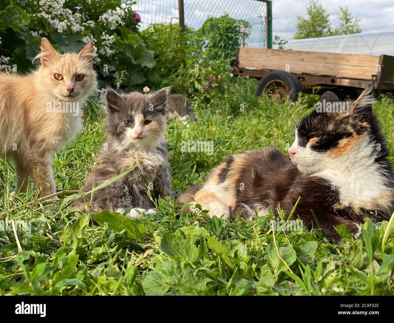 Katzenfamilie liegt im Gras Stockfoto