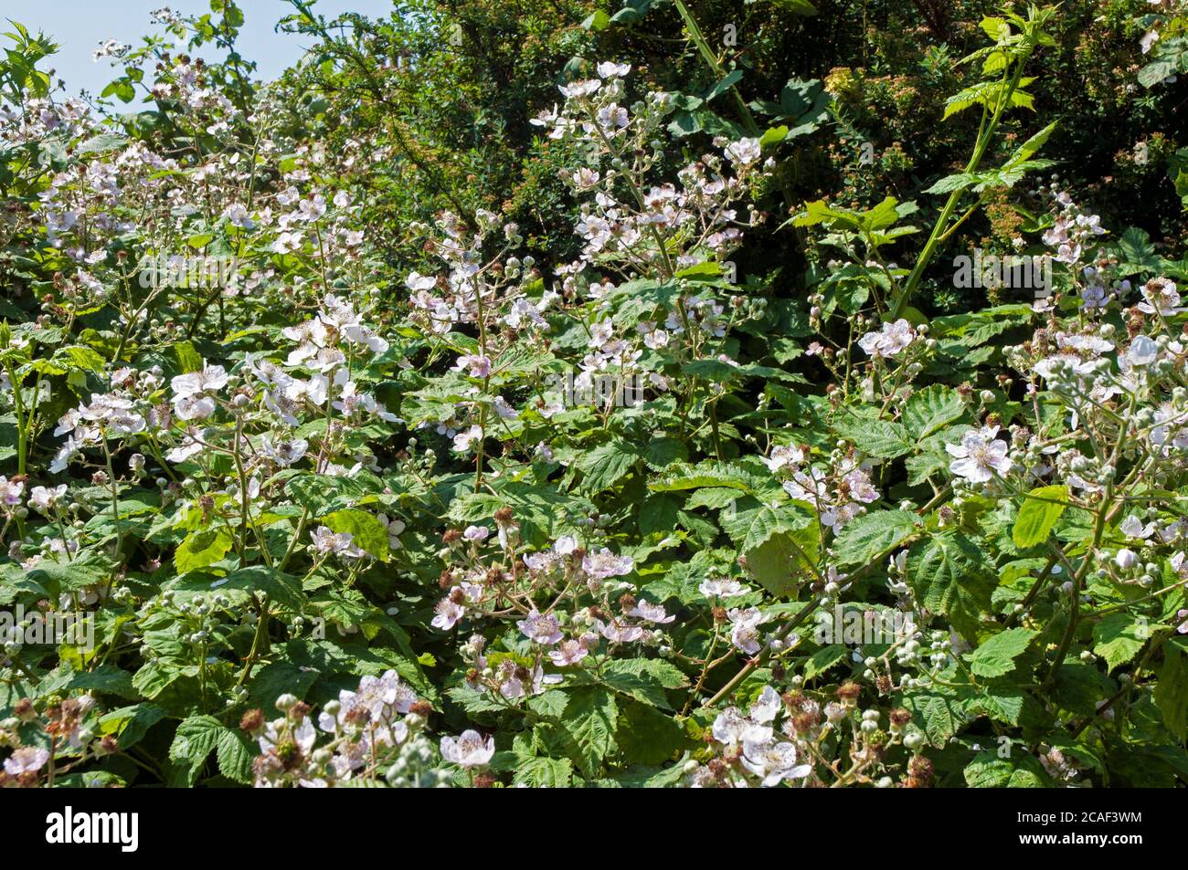 Blühen auf dem wilden Brombeerbusch Rubus fruticosus DORNIG Strauch mit rosa oder weißen Blüten und essbaren schwarzen Beeren im Spätsommer und Herbst Stockfoto