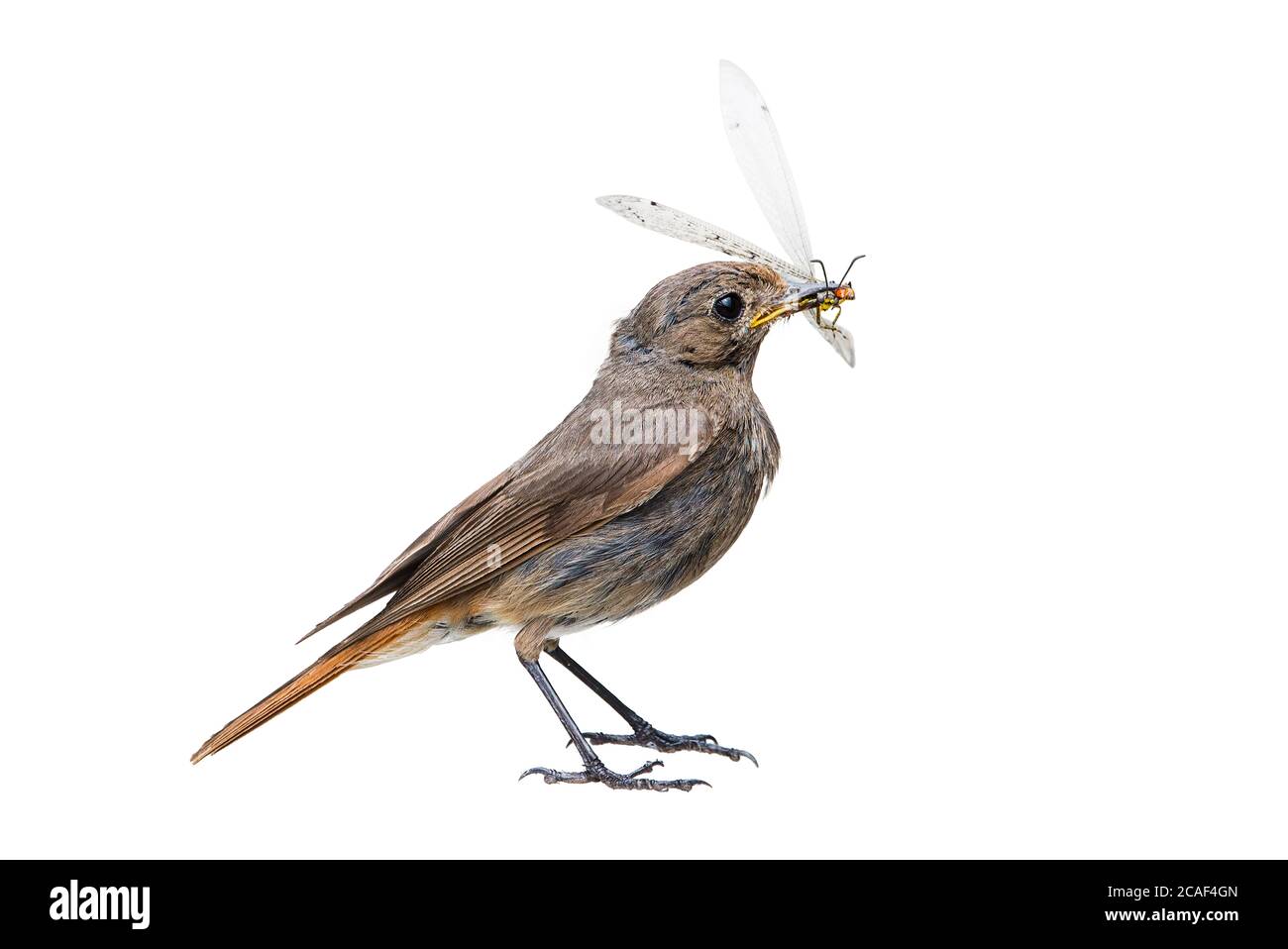 Schwarzer Rotstart-Weibchen mit Insekt, isoliert auf weißem Hintergrund (Phoenicurus ochruros) Stockfoto