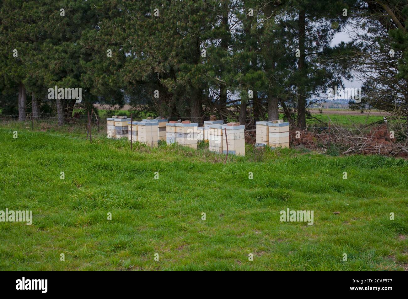 Neuseeländische Landschaftsszenen: Bienenstöcke in Paddocks. Stockfoto