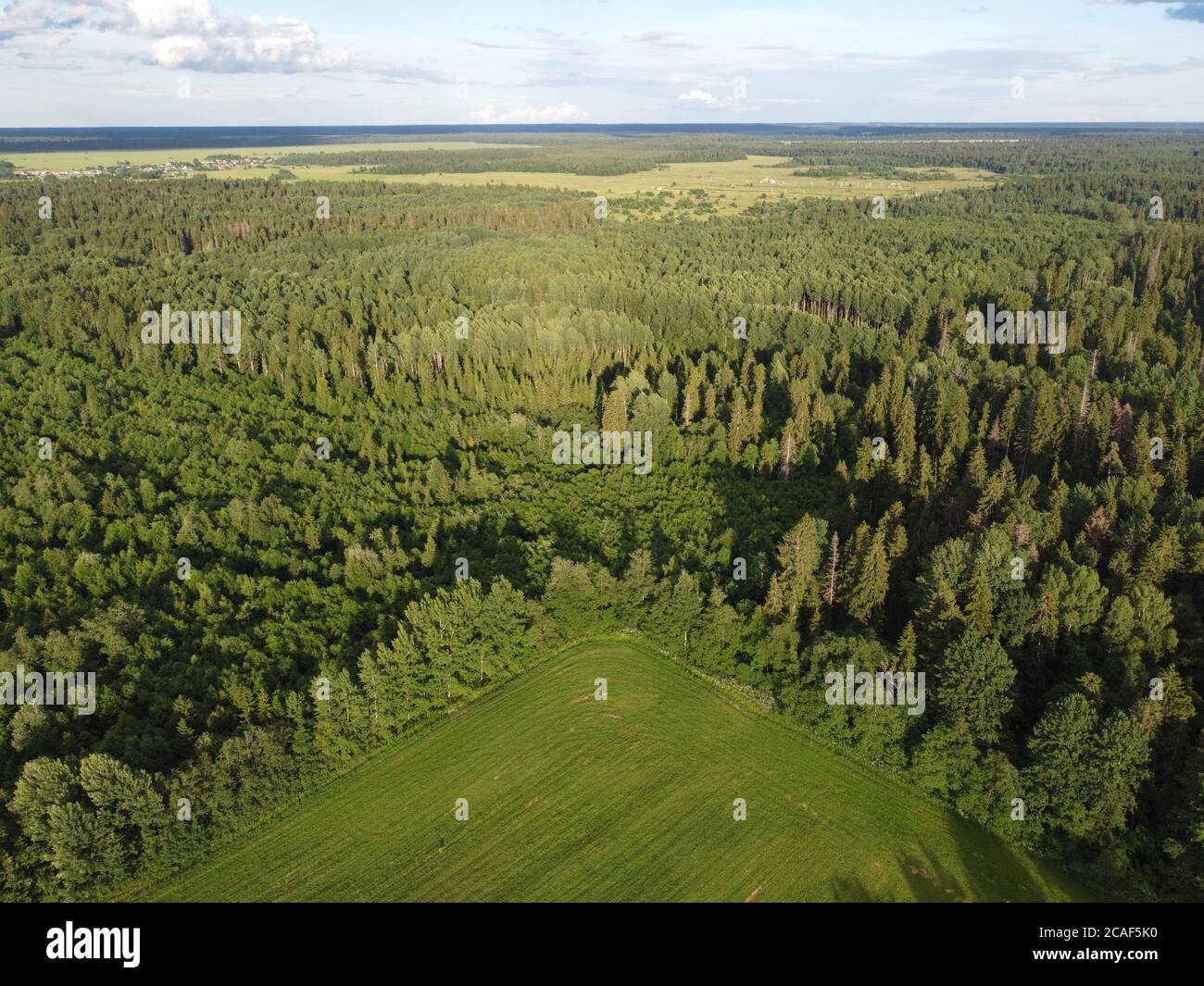 Blick auf den grünen Wald von oben, Luftaufnahmen Stockfoto