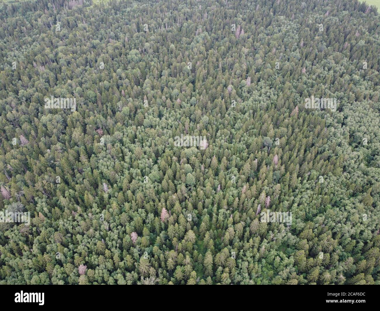 Blick auf den grünen Wald von oben, Luftaufnahmen Stockfoto