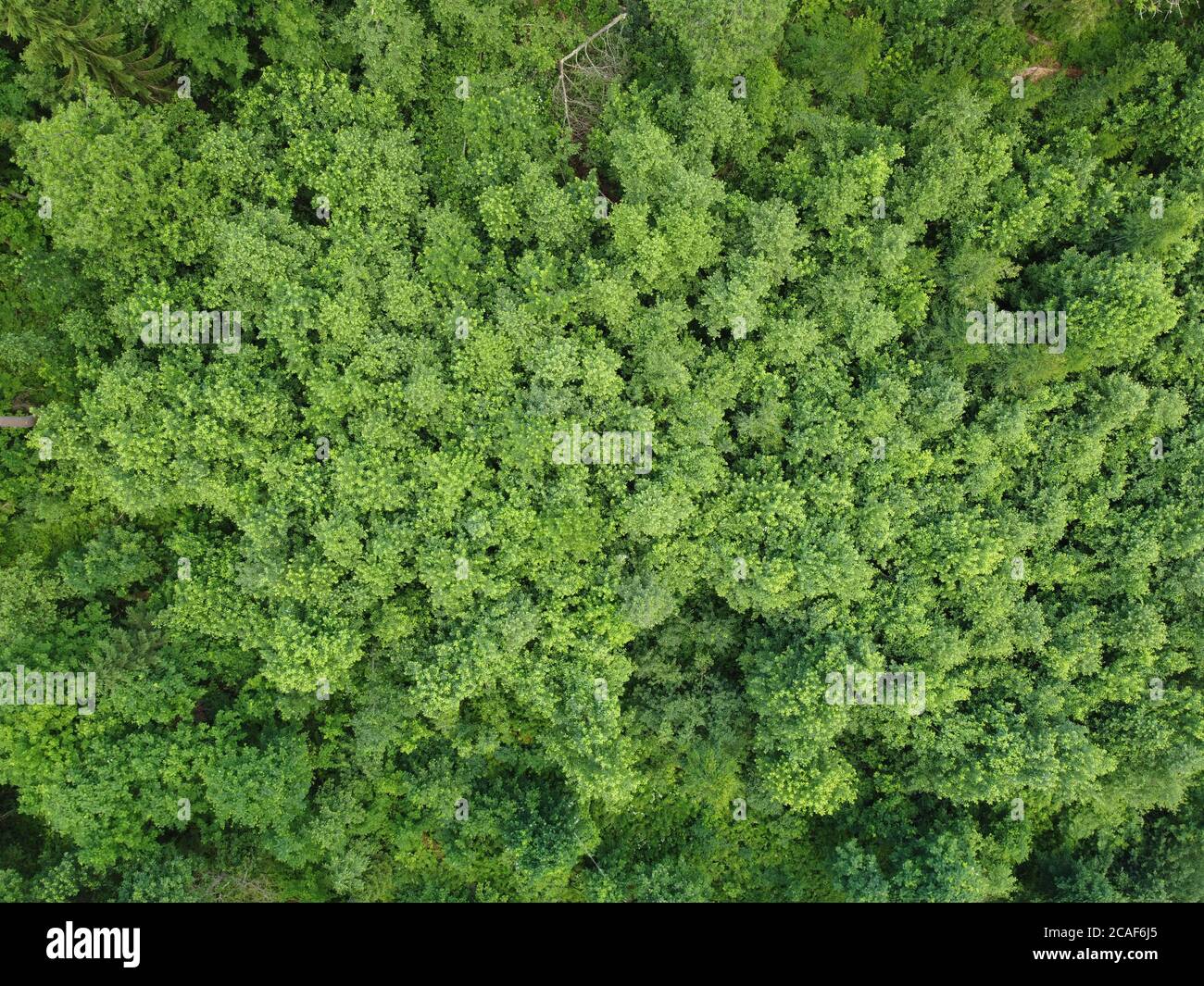 Blick auf den grünen Wald von oben, Luftaufnahmen Stockfoto