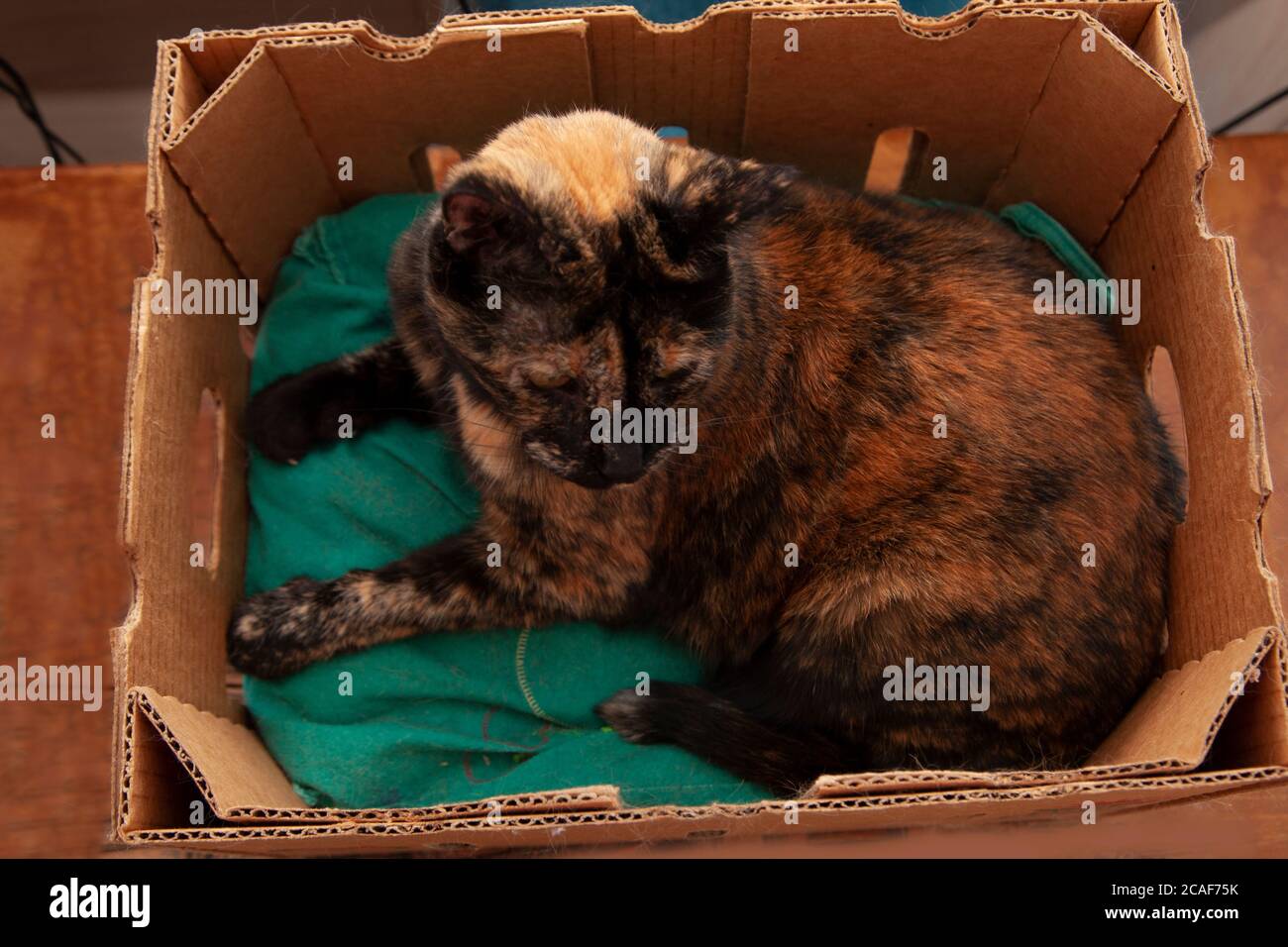 Wenn es passt, sitzt ich schwarz und orange Katze in einem Karton Stockfoto