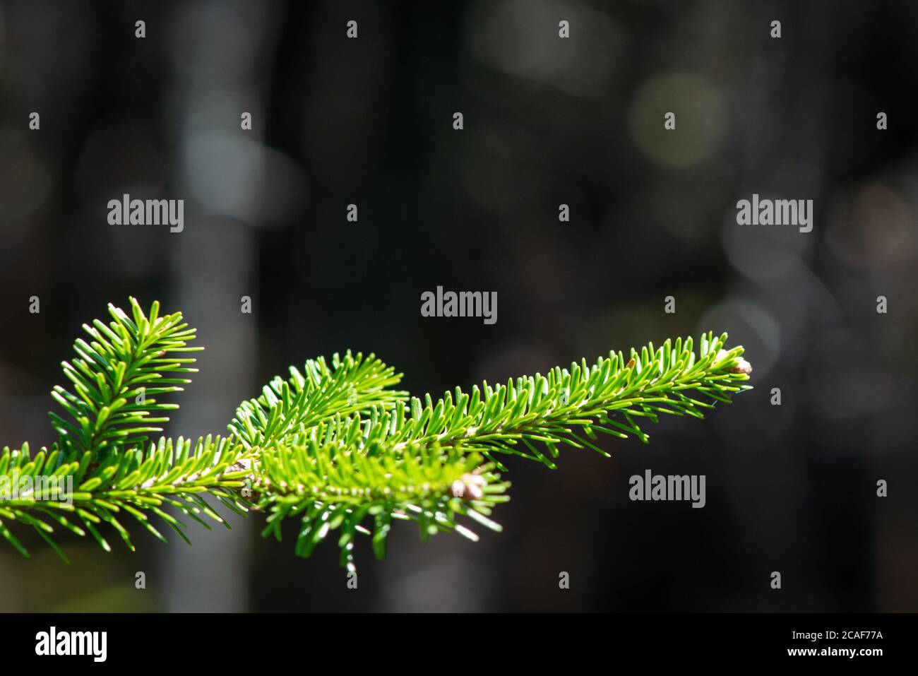 Immergrüner Bough mit einer leuchtend grünen Farbe, kurze dicke Nadeln, im Vordergrund kleine braune Knospen am Ende des Astes. Stockfoto