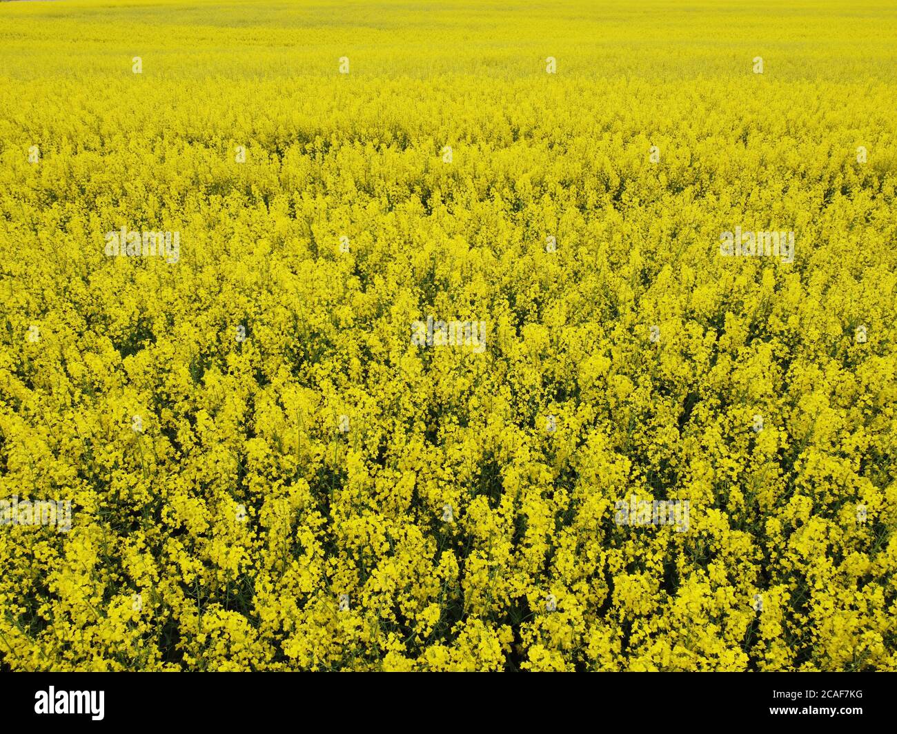 Luftaufnahme Raps blüht. Gelbe Felder von oben. Stockfoto