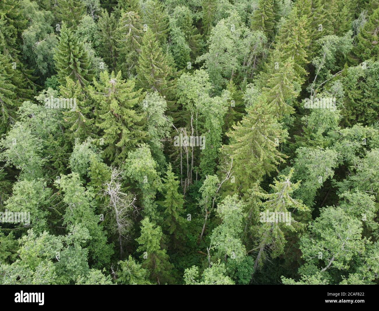 Blick auf den grünen Wald von oben, Luftaufnahmen Stockfoto