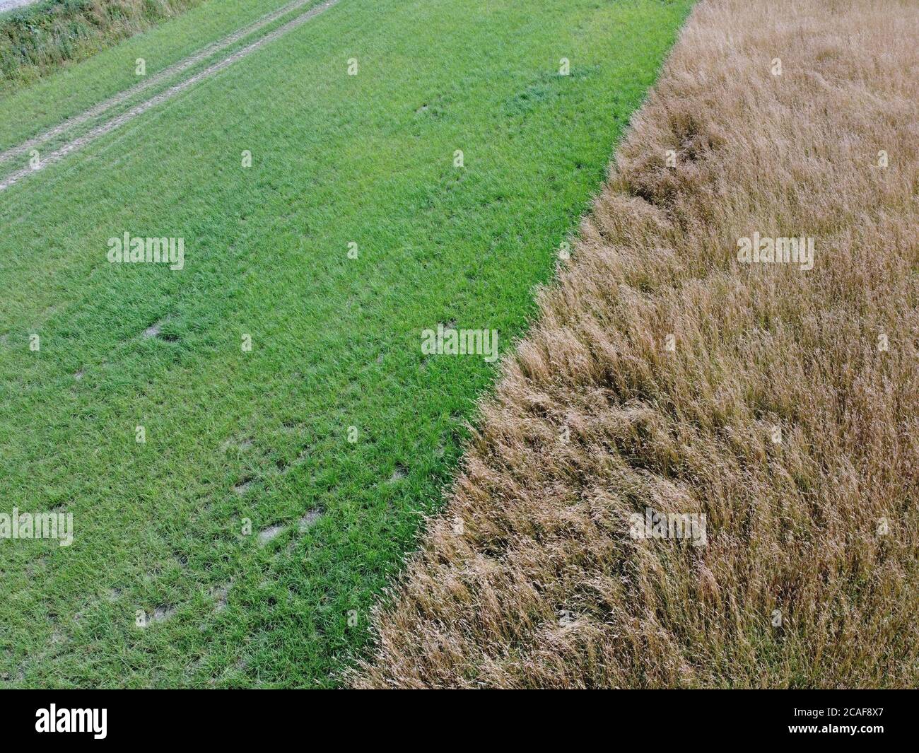 Luftaufnahme des Weizenfeldes mit Pflanzenstruktur Stockfoto