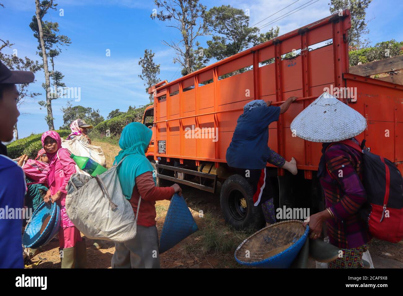 Cianjur / Indonesien - 1. August 2020. Teepflücker, die kurz vor der Rückkehr nach Hause waren, indem sie den LKW von der linken Seite fahren, um in die Rückseite des Trus zu gelangen Stockfoto