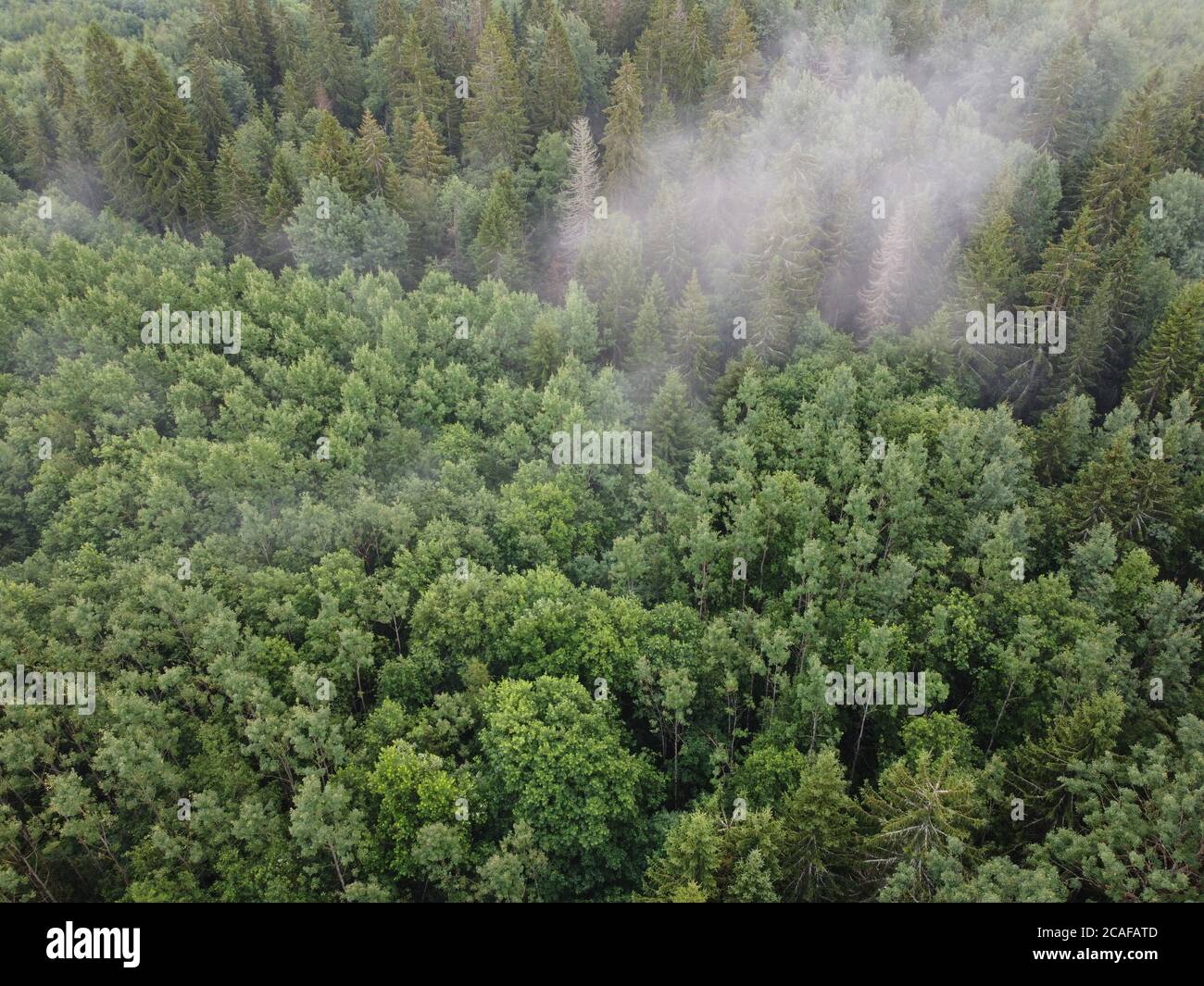 Draufsicht auf einen brennenden grünen Wald, Luftaufnahme Stockfoto