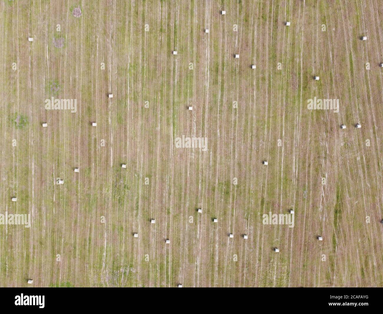 Luftaufnahme von quadratischen Heuballen im Feld nach der Ernte Stockfoto
