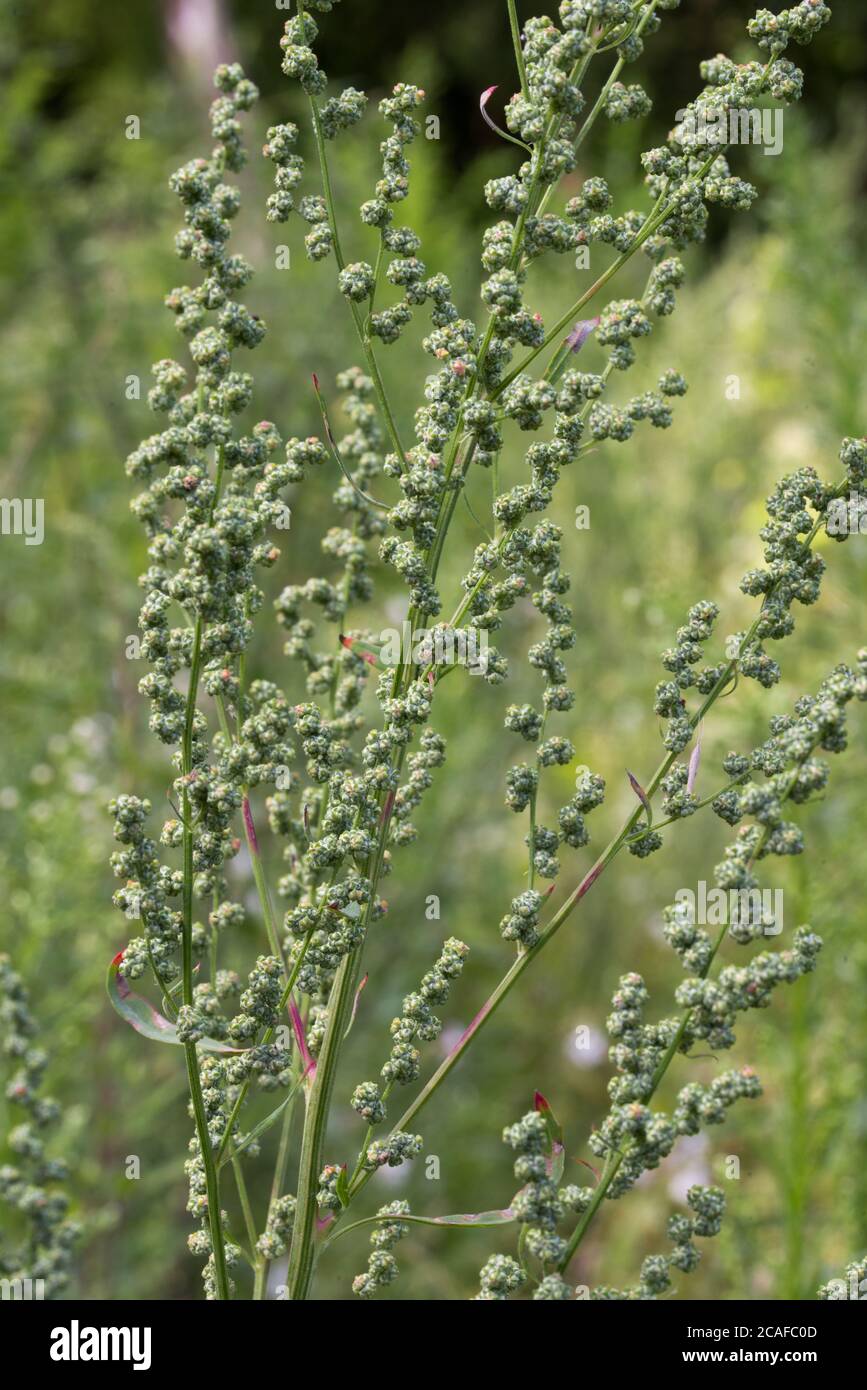 Chenopodium Album, Melde, Gänsefußblumen Nahaufnahme selektiver Fokus Stockfoto