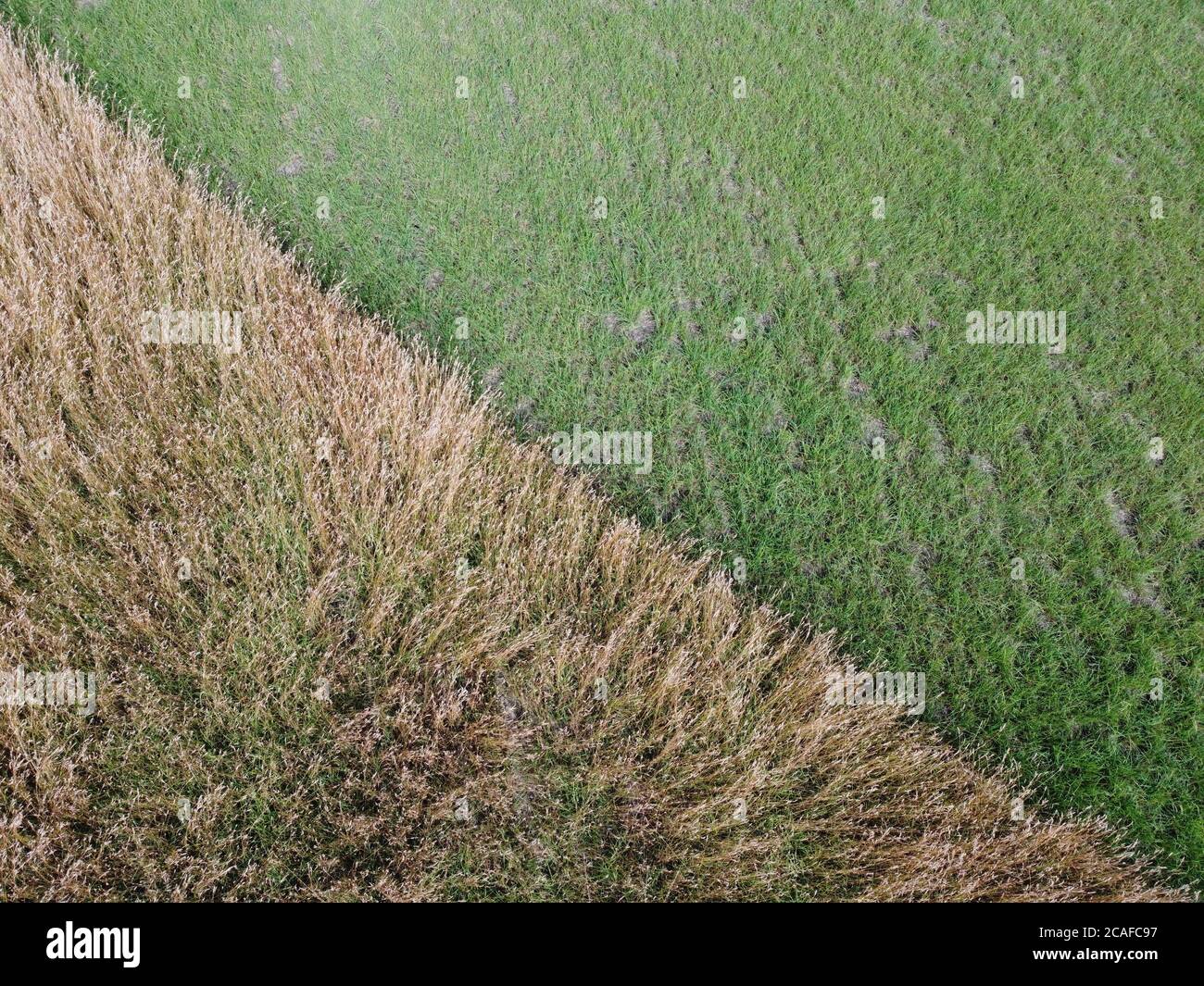 Luftaufnahme des Weizenfeldes mit Pflanzenstruktur Stockfoto