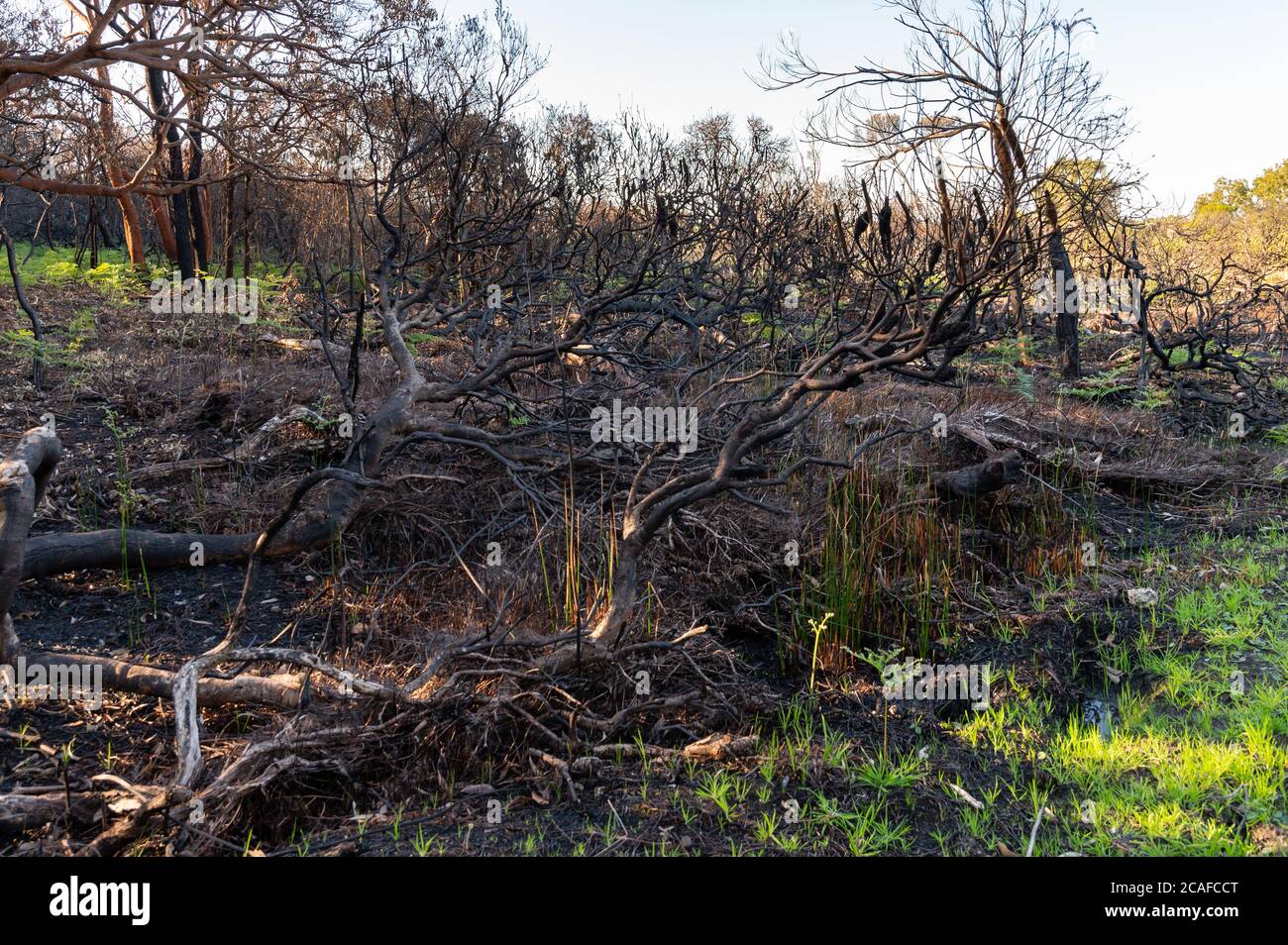 Reste von Buschfeuer im Botany Bay National Park an einem sonnigen Winternachmittag Stockfoto