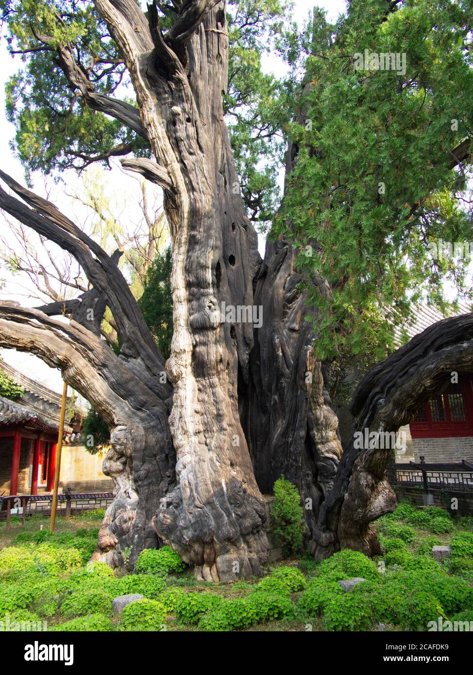 Der 4,500 Jahre alte General Cypress Tree im Shaolin Tempel. Berühmter Baum in der Tang-Dynastie. Dengfeng, Stadt Zhengzhou, Provinz Henan, China, 18 Stockfoto