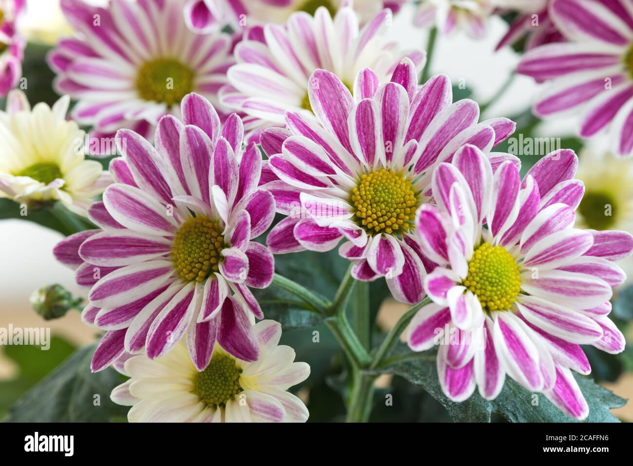Ein Fragment der indischen Chrysantheme (Chrysantheme indicum) - ein mehrjähriges Kraut der Familie der Asteraceae, oder, wie sie auch genannt werden, Compositae. Stockfoto