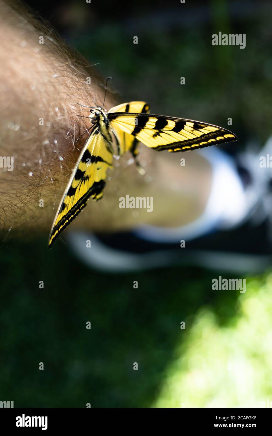 Schöne schwarz-gelbe Tiger Schwalbenschwanz Schmetterling sitzt auf einem Mann Bein in einem grasbewachsenen Hof. Stockfoto