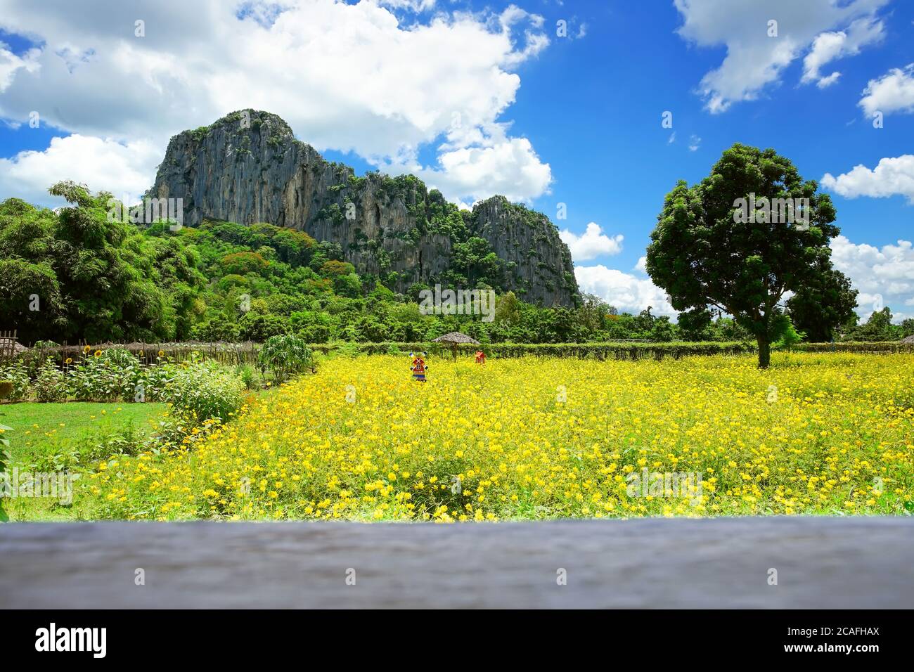 Schönes Kosmos Blumenfeld mit großen Berg Hintergrund in Khao Chakan District, Sa Kaeo Provinz, Thailand. Stockfoto