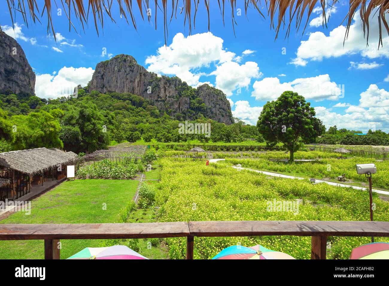Schönes Kosmos Blumenfeld mit großen Berg Hintergrund in Khao Chakan District, Sa Kaeo Provinz, Thailand. Stockfoto