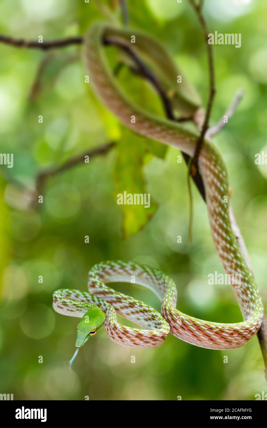 Orientalischer Whipsnake oder asiatische Weinschlange auf Baum, (Ahaetulla prasina) Tangkoko National Park. Sulawesi, Indonesien, Tierwelt Stockfoto