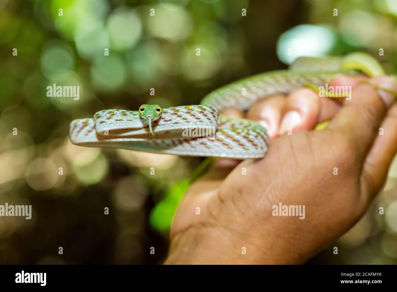 Mann in der Hand Orientalische Whipsnake oder Asian Vine Snake (Ahaetulla prasina) Tangkoko National Park. Sulawesi, Indonesien, Tierwelt Stockfoto