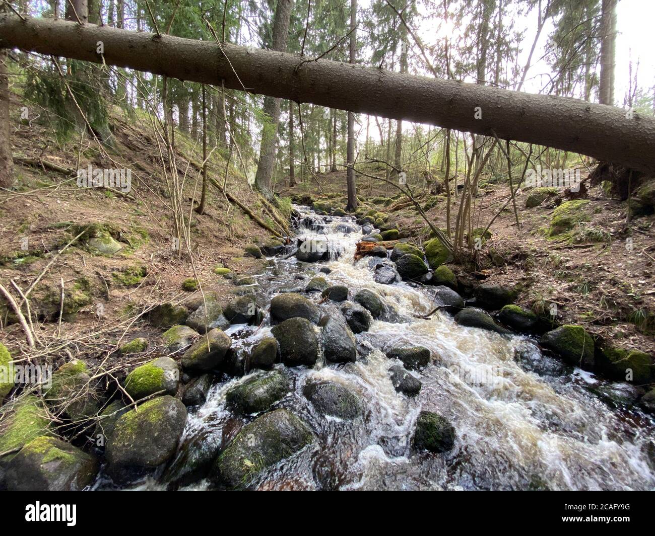 Kleine malerische Wald Fluss Tagesaufnahme Stockfoto