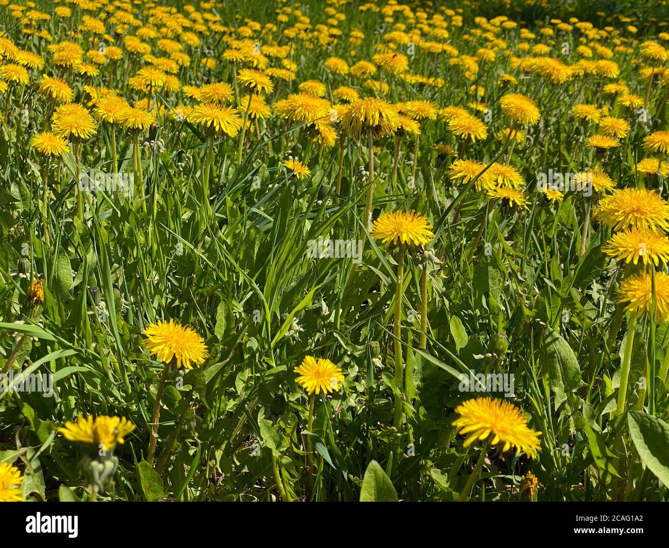 Feld von gelben Löwenzahn an einem sonnigen Sommertag Stockfoto