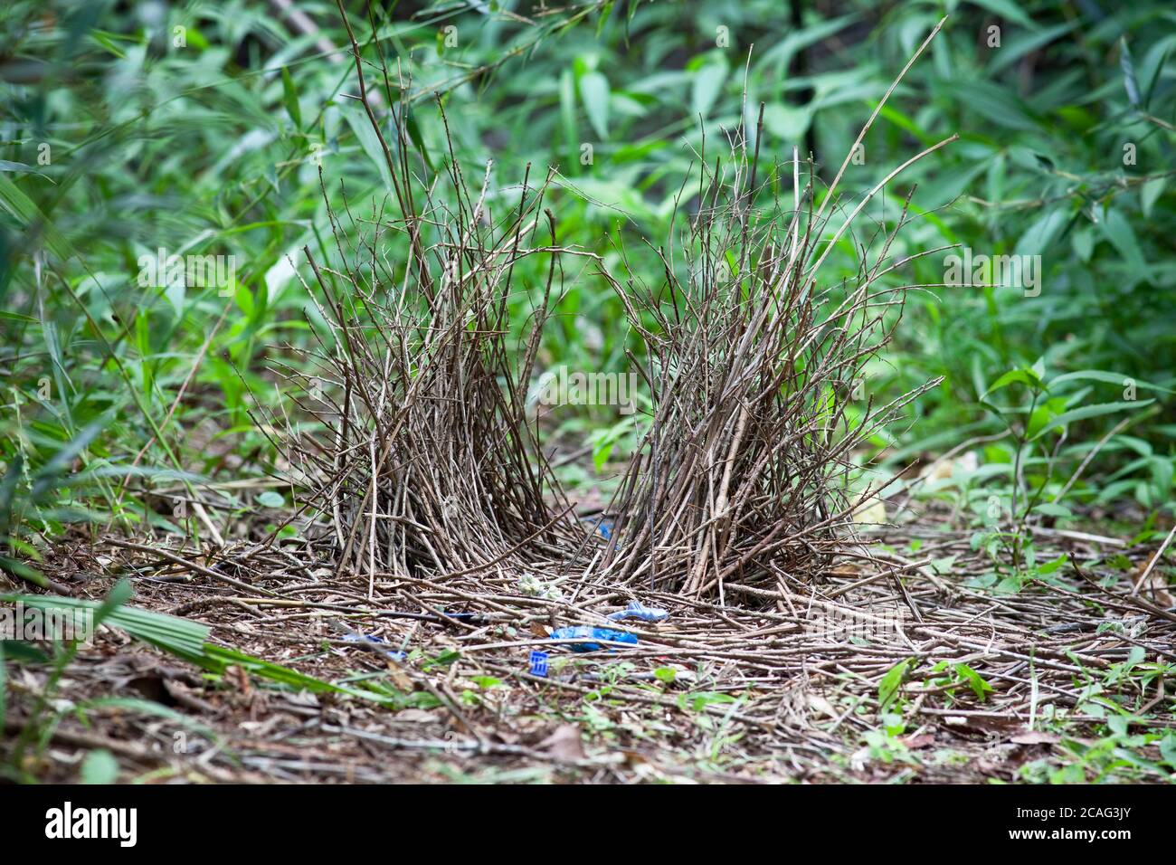 Laub des unreifen männlichen Satinbowerbird (Ptilonorhynchus violaceus). 3 Tage Bauzeit. Mai 2010. Hopkins Creek. New South Wales. Australien. Stockfoto