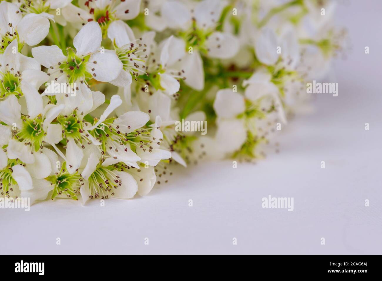 Makro weiß blühende Blumen auf weißem Hintergrund. Grußkartenkonzept. Stockfoto