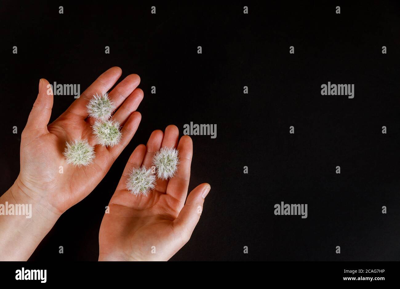 Womans Hand mit gefälschten Virus auf schwarzem Hintergrund. Pandemiekonzept covid-19. Stockfoto