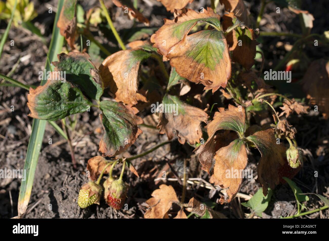 Symptome von Fusarium welken in Erdbeeren Pflanze. Stockfoto