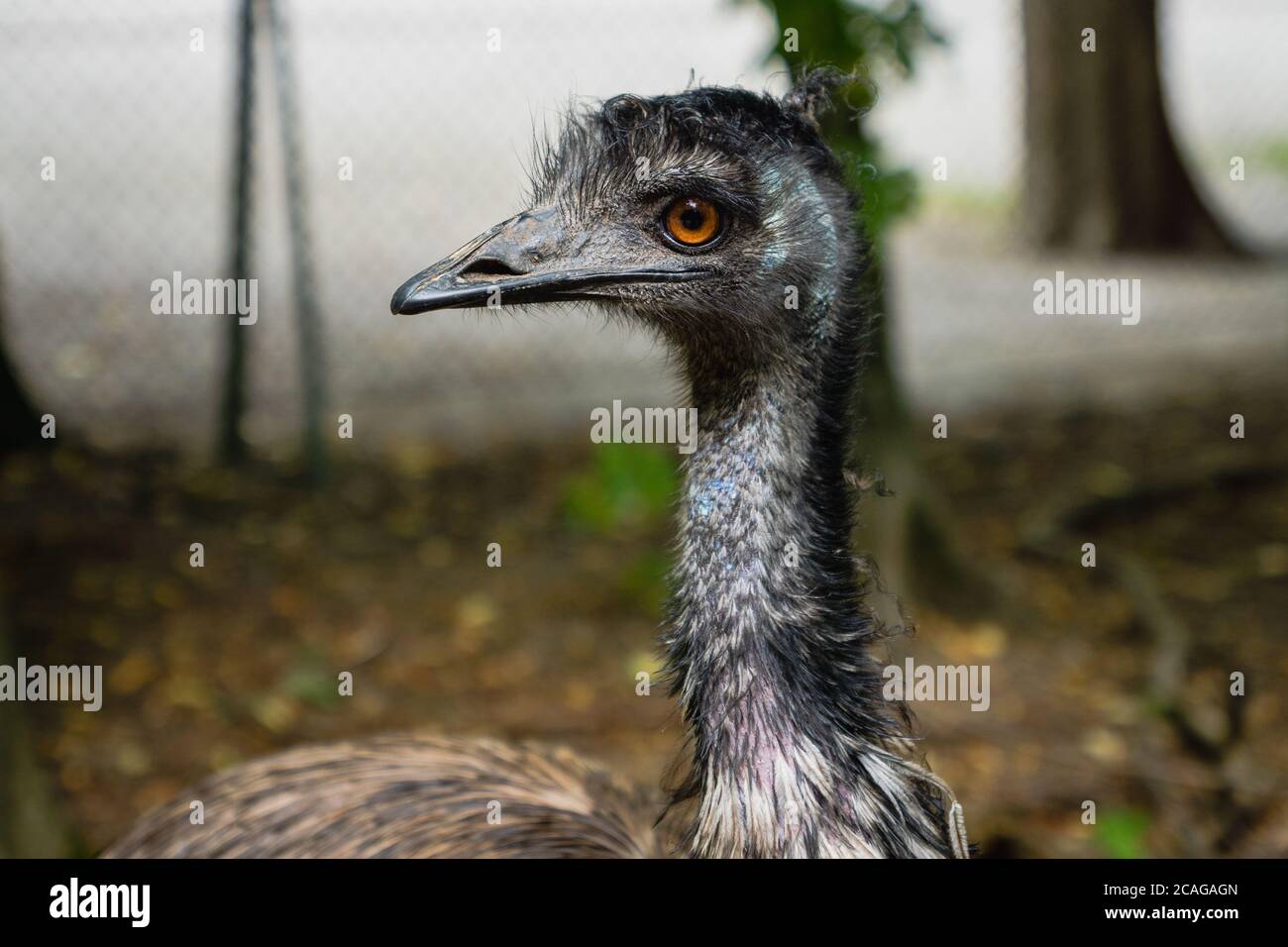 Emu-Vogel, Dromaius novaehollandiae, Nahaufnahme Porträt des australischen Emu-Vogels - Emu ist der zweitgrößte lebende Vogel in seiner Höhe Stockfoto