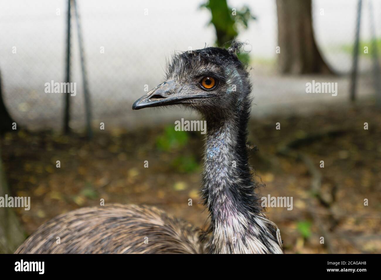 Emu-Vogel, Dromaius novaehollandiae, Nahaufnahme Porträt des australischen Emu-Vogels - Emu ist der zweitgrößte lebende Vogel in seiner Höhe Stockfoto