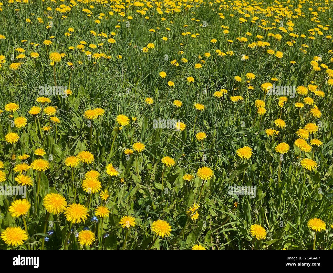 Feld von gelben Löwenzahn an einem sonnigen Sommertag Stockfoto