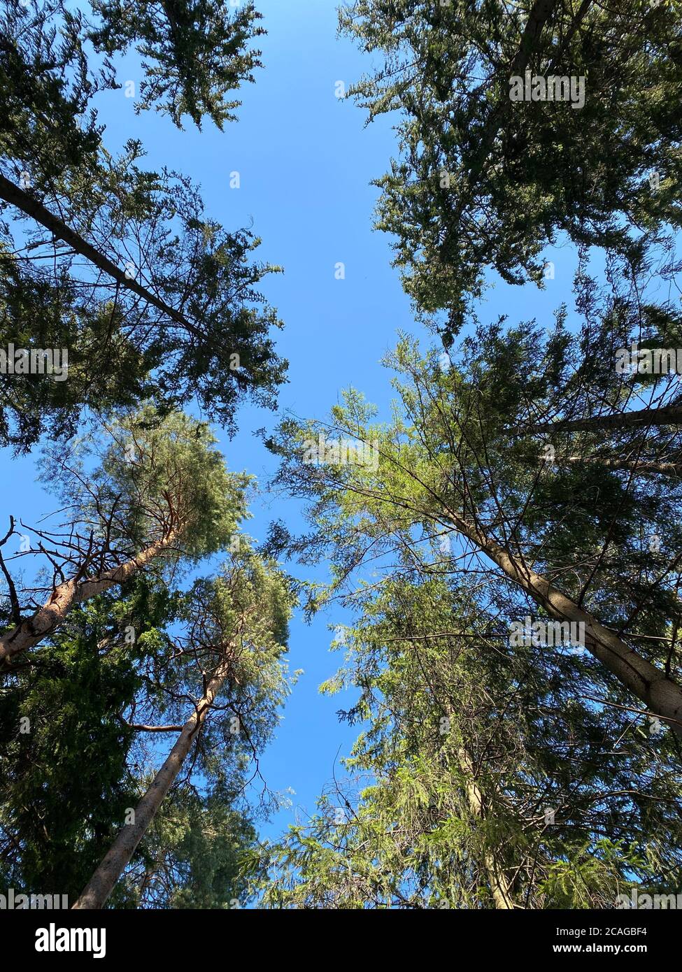Suchen der Grünen Wald. Bäume mit grünen Blättern, blauer Himmel und Sonne. Ansicht von unten - Hintergrund Stockfoto
