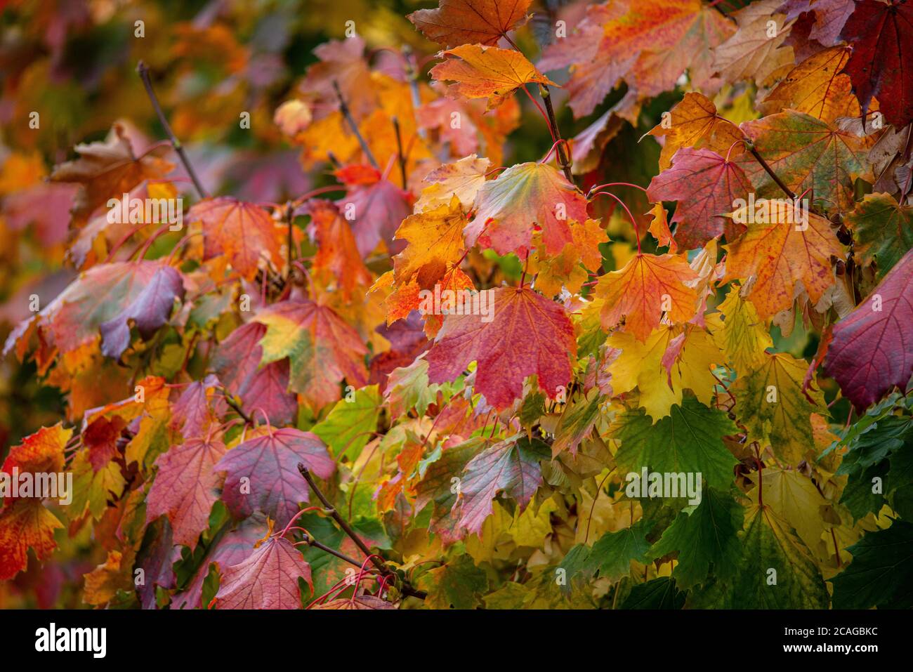 Im Herbst Laub auf dem Boden Stockfoto
