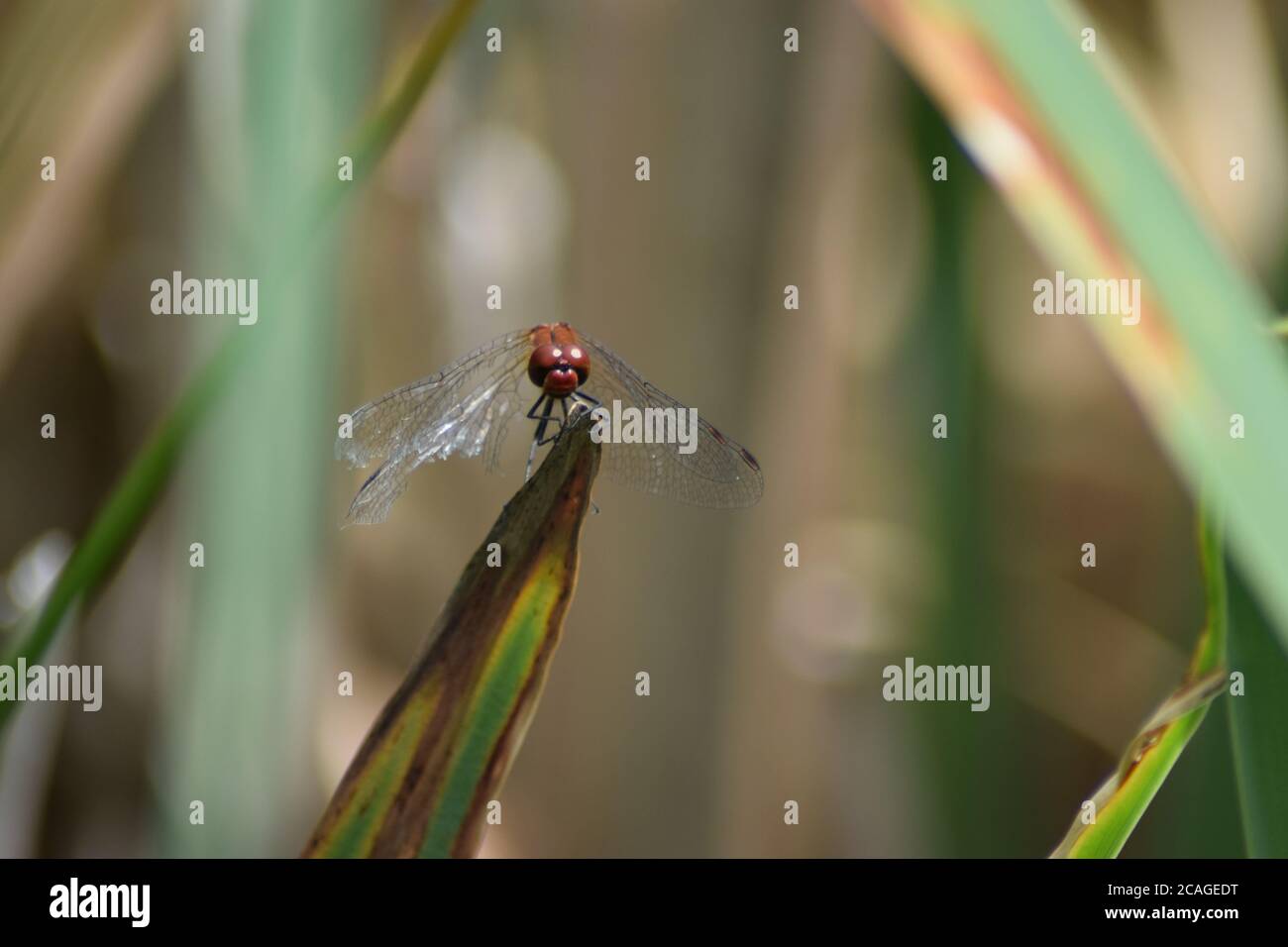 Männchen Rotaderiger Darter Stockfoto