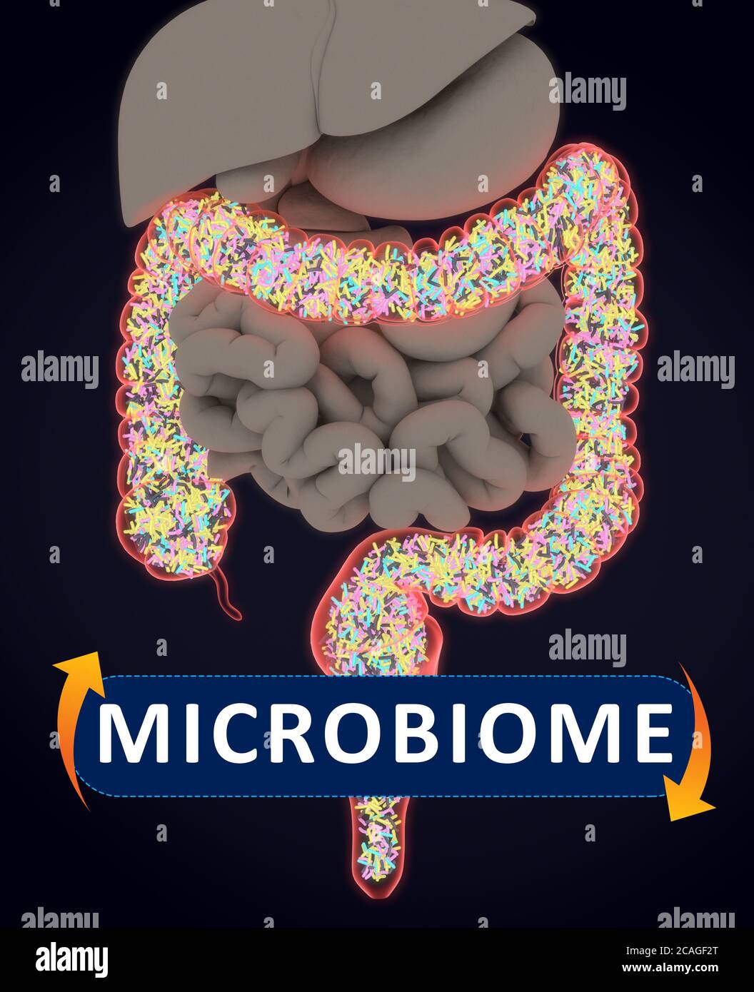 Darmbakterien, Mikrobiom. Bakterien im Dickdarm, Konzept, Darstellung. 3D-Illustration. Stockfoto