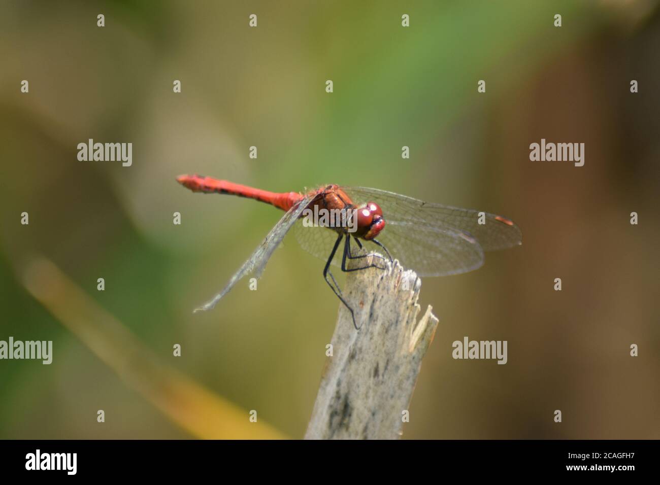 Männchen Rotaderiger Darter Stockfoto