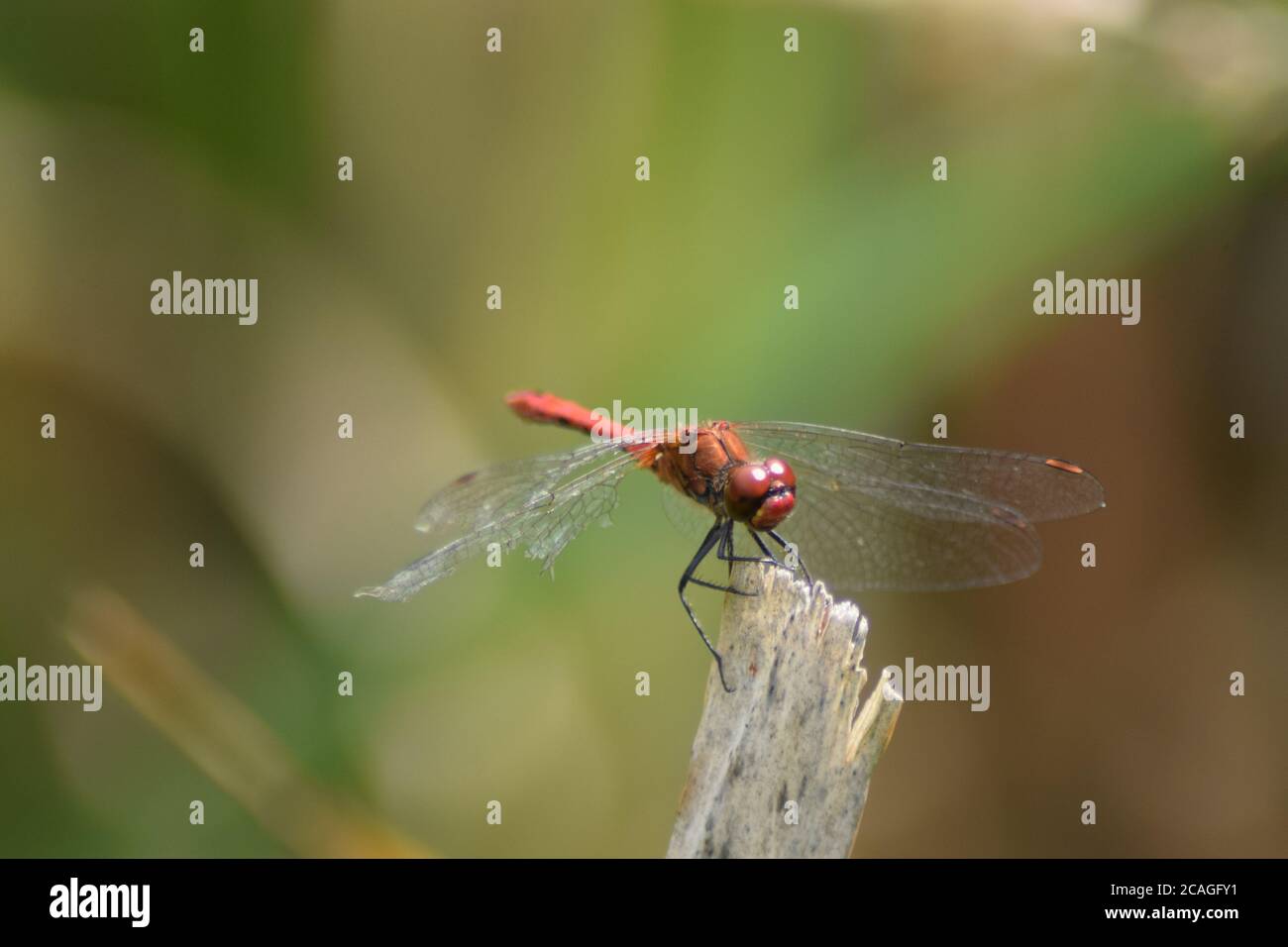 Männchen Rotaderiger Darter Stockfoto